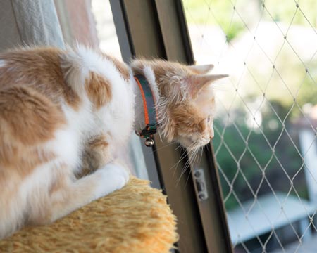 Malla Para Ventanas Gatos