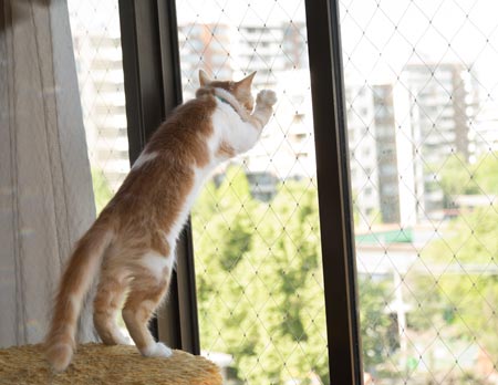 Malla de Seguridad para Gatos en La Florida